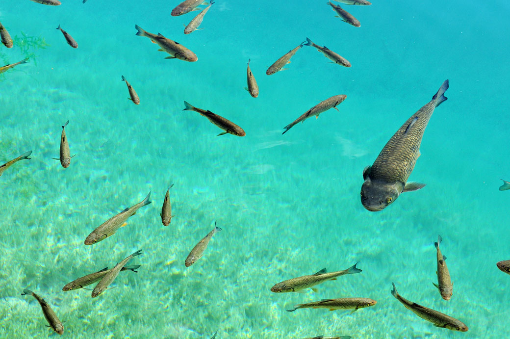 Poissons dans l'eau limpide d'un lac de Plitvice, Croatie