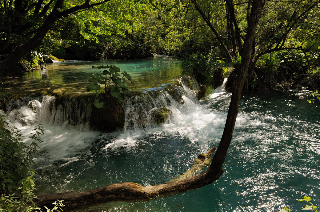 Rivière sauvage dans une forêt de Plitvice, Croatie