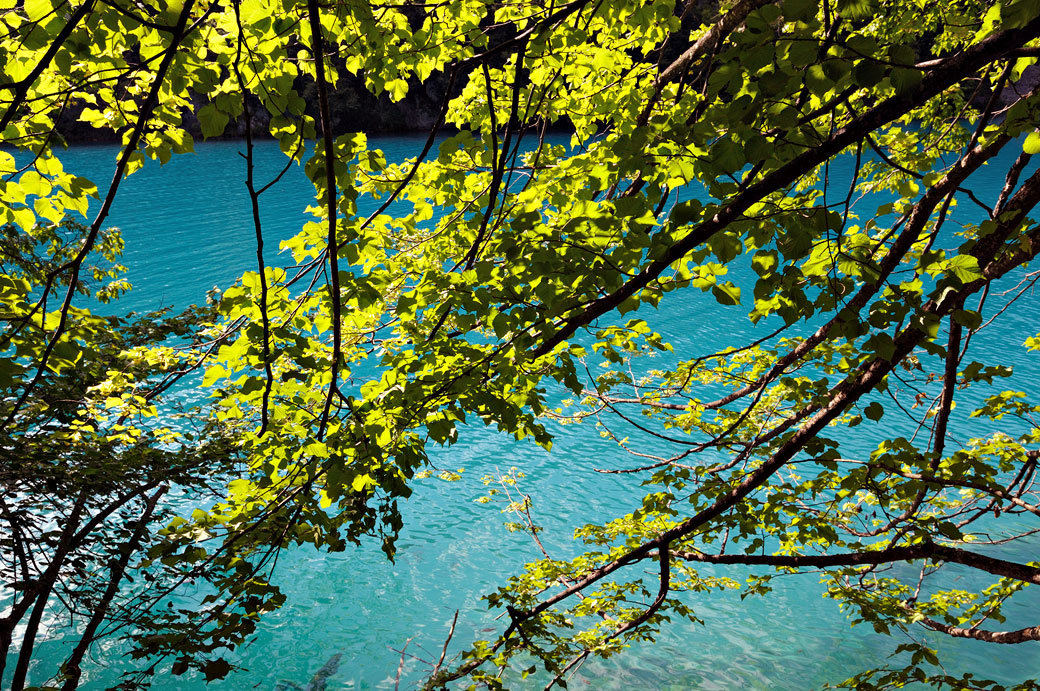 Lac turquoise et forêt à Plitvice, Croatie