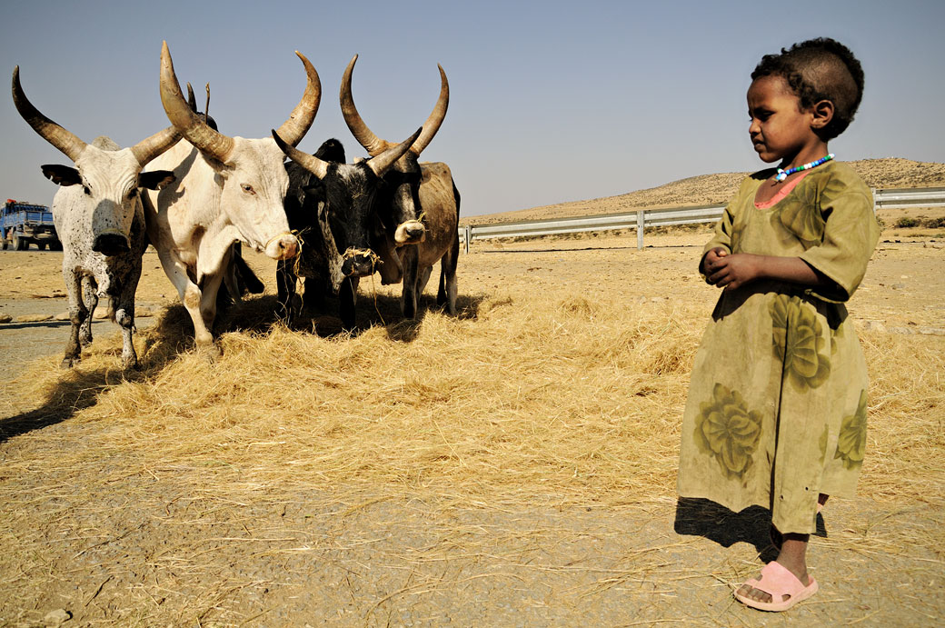 Dépiquage par des zébus dans le Tigray, Ethiopie