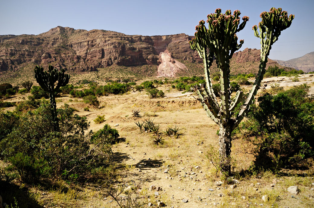 Paysage de montagnes et cactus du Tigray, Ethiopie