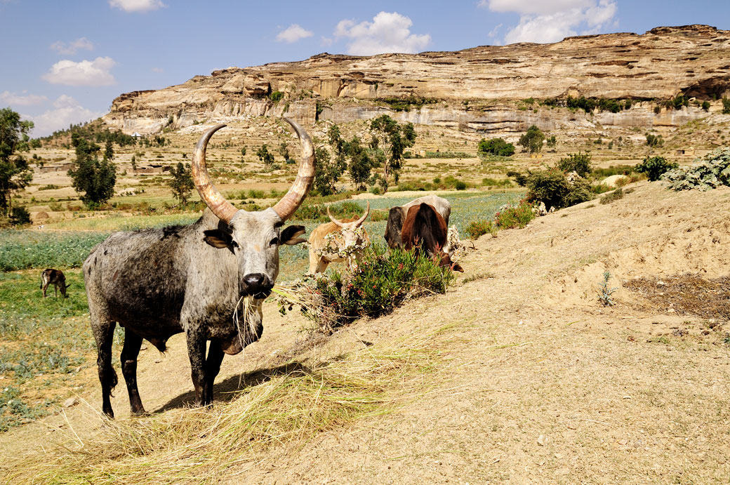 Zébus et montagnes de la région du Tigray, Ethiopie