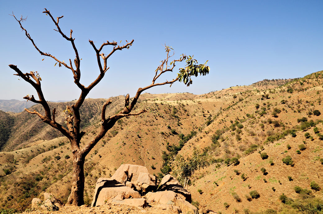 Arbre nu et paysage vallonné du nord de l'Ethiopie