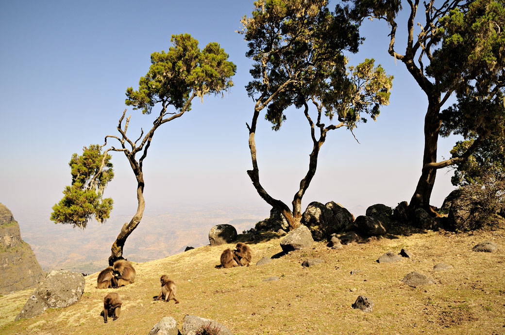 Arbes et singes Géladas dans les montagnes du Simien, Ethiopie