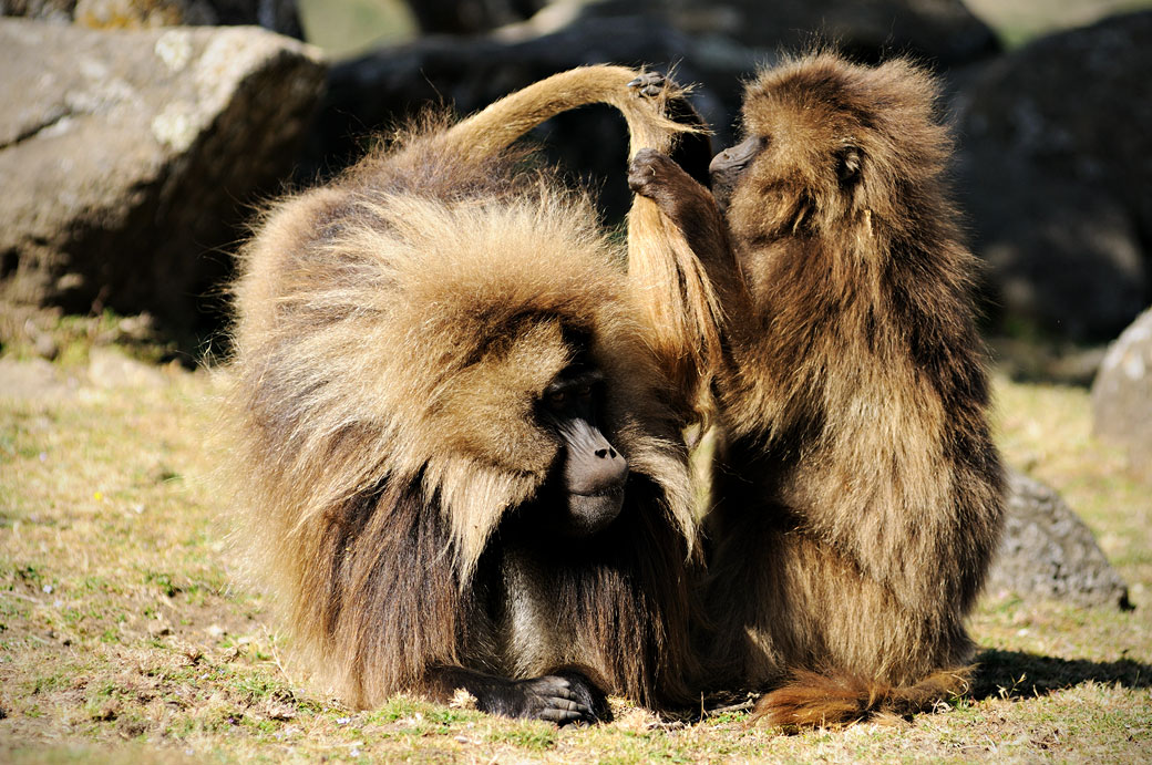 Inspection de la queue d'un singe Gélada, Ethiopie