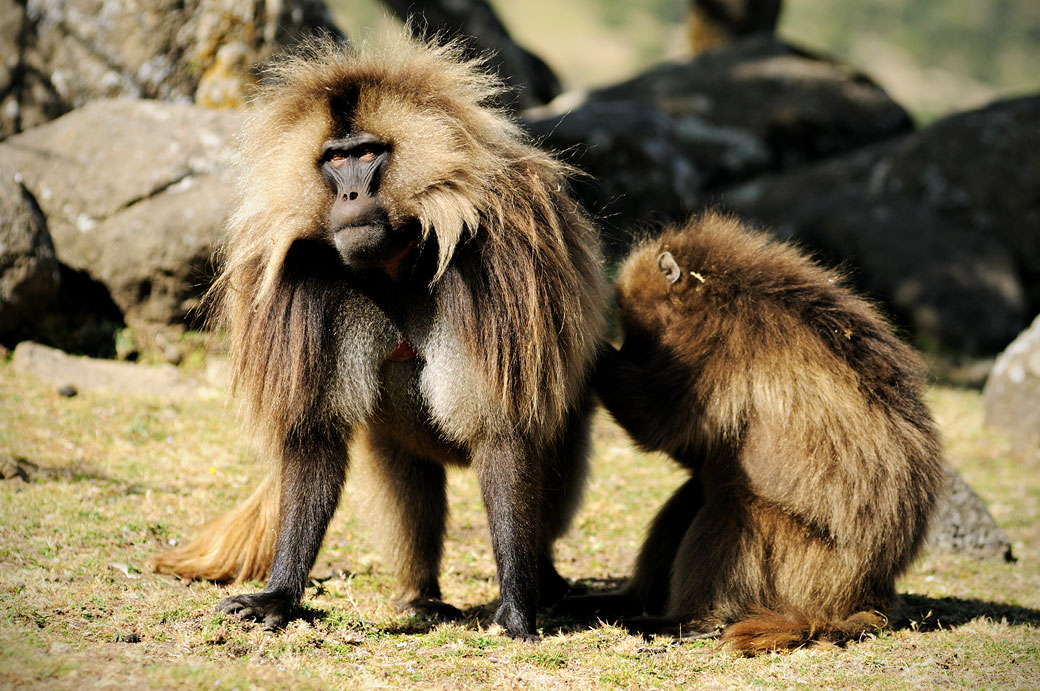 Fouille corporelle chez un singe Gélada, Ethiopie