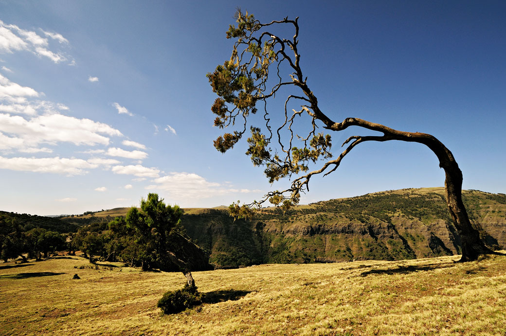 Arbre façonné par le vent dans le Simien, Ethiopie