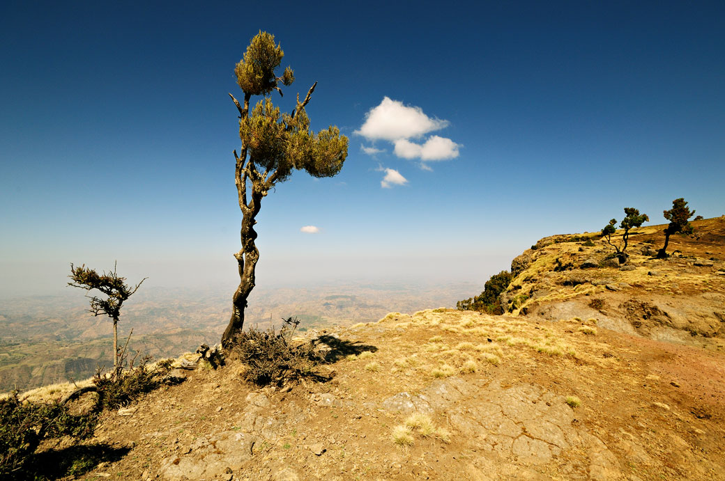 Arbre isolé dans les montagnes du Simien, Ethiopie