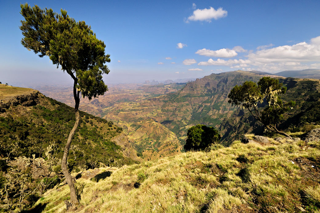 Arbre et grands espaces dans le massif du Simien, Ethiopie