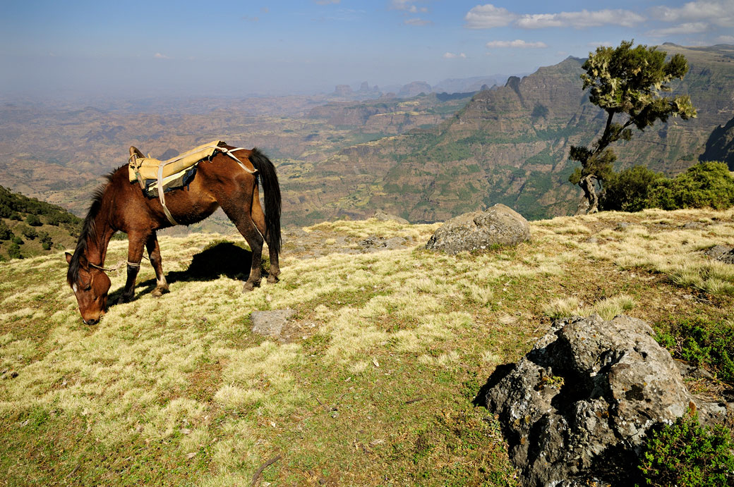 Cheval dans les montagnes du Simien, Ethiopie