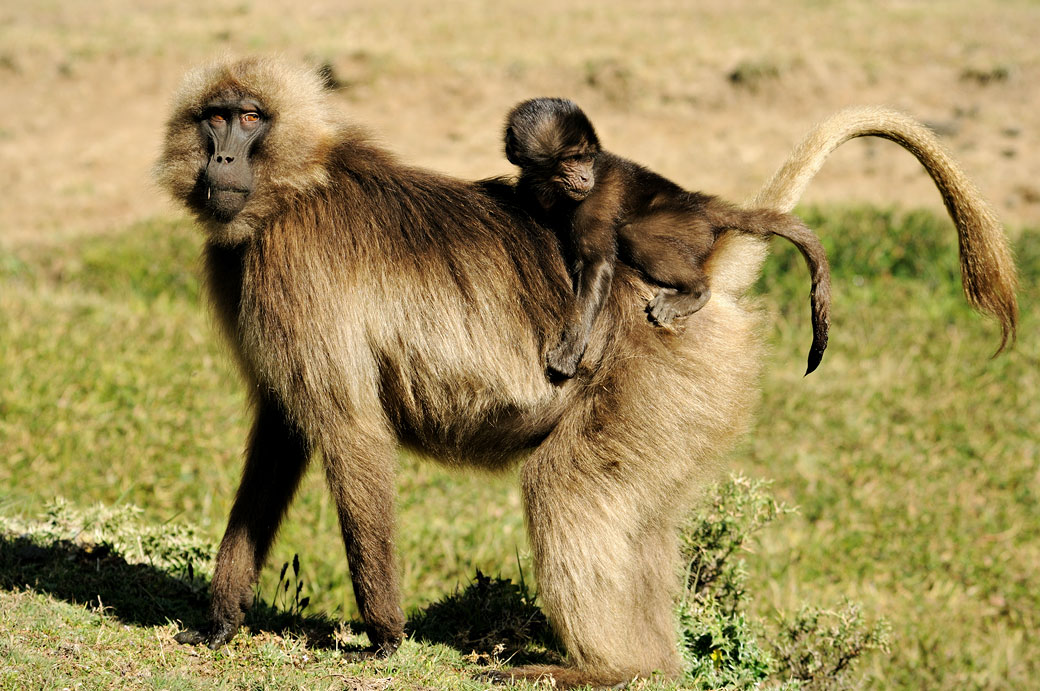 Petit singe Gélada sur le dos de sa maman, Ethiopie
