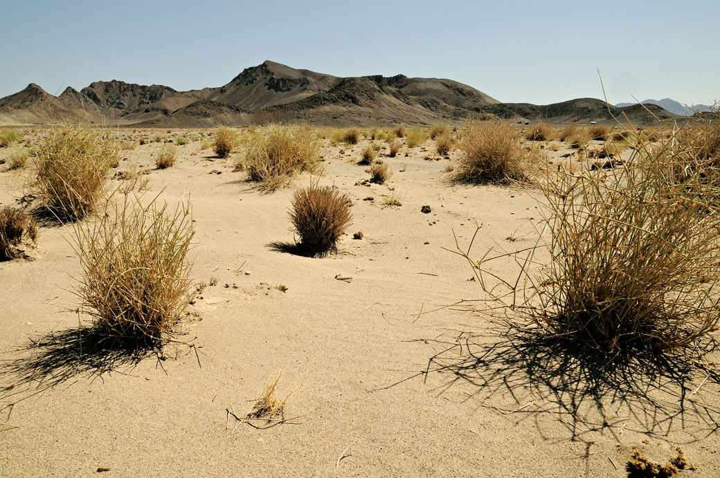 Buissons du désert du Danakil, Ethiopie