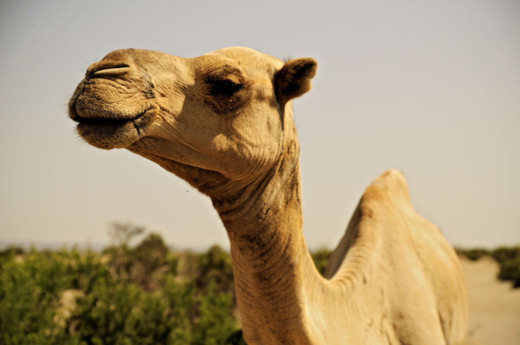 Dromadaire dans le désert du Danakil, Ethiopie