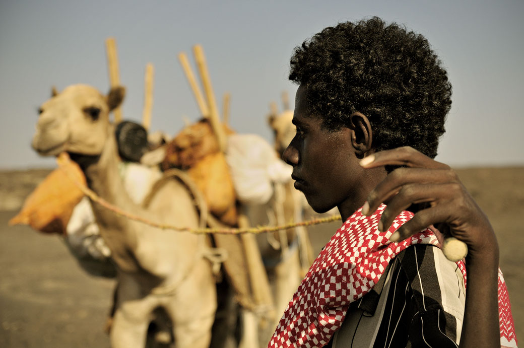 Nomade Afar avec ses dromadaires dans le désert du Danakil, Ethiopie