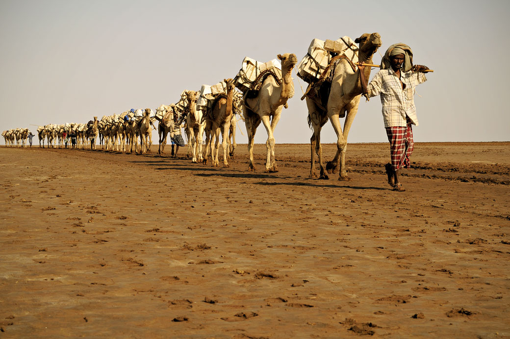 Caravane de dromadaires sur le lac Assale, Ethiopie