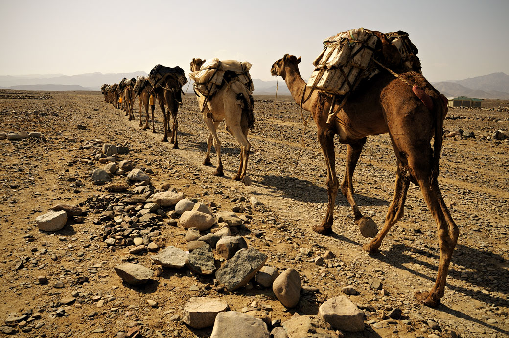 Caravane de dromadaires à Ahmed Ela, Ethiopie