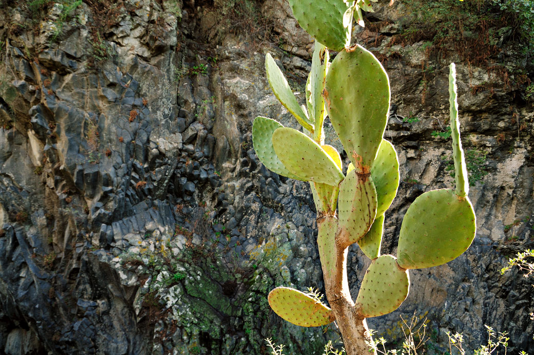 Figuier de Barbarie dans les gorges de l'Alcantara en Sicile