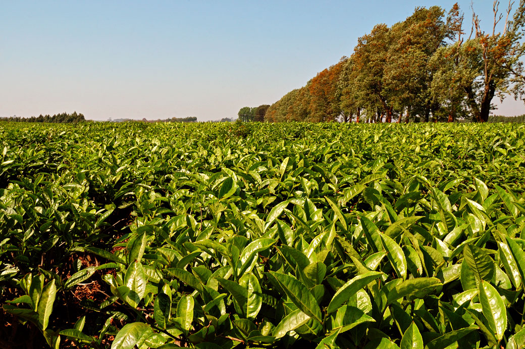 Plantation de thé à Thyolo, Malawi