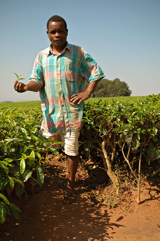 Homme dans un champ de thé à Thyolo, Malawi