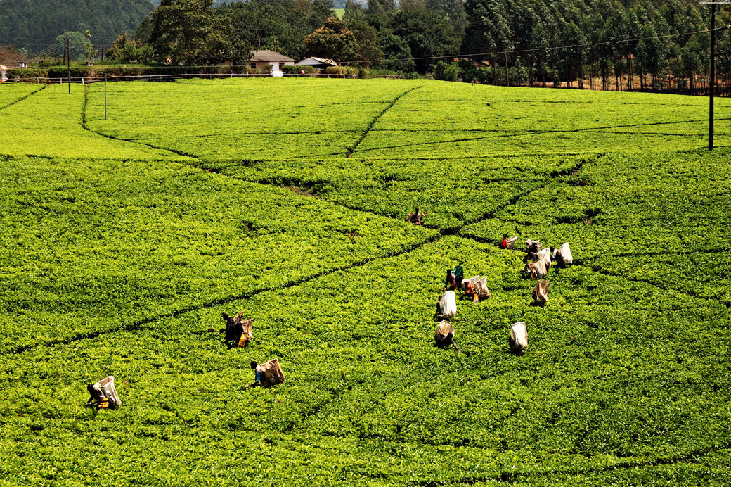 Récolte du thé dans un champ à Thyolo, Malawi