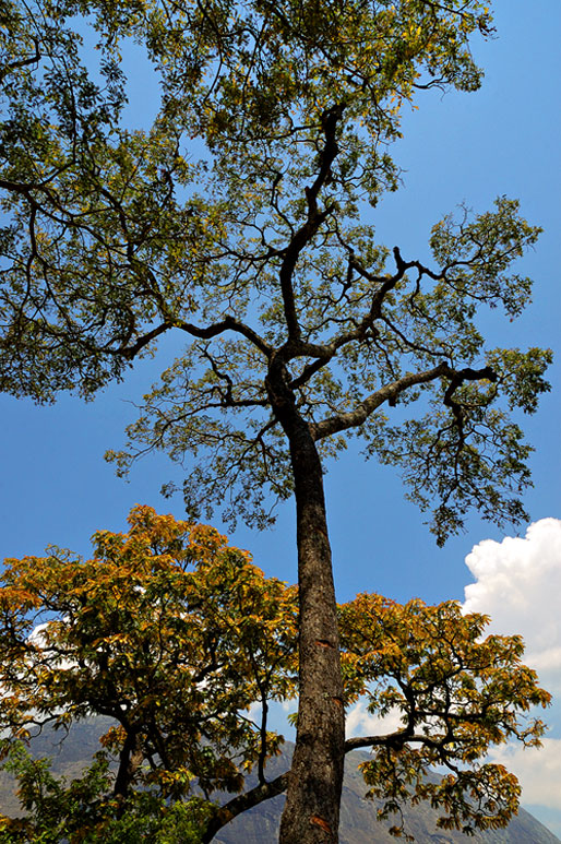 Arbres sur le massif du Mulanje, Malawi