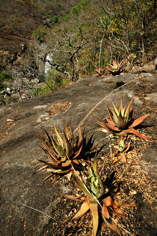 Flore du Mont Mulanje, Malawi