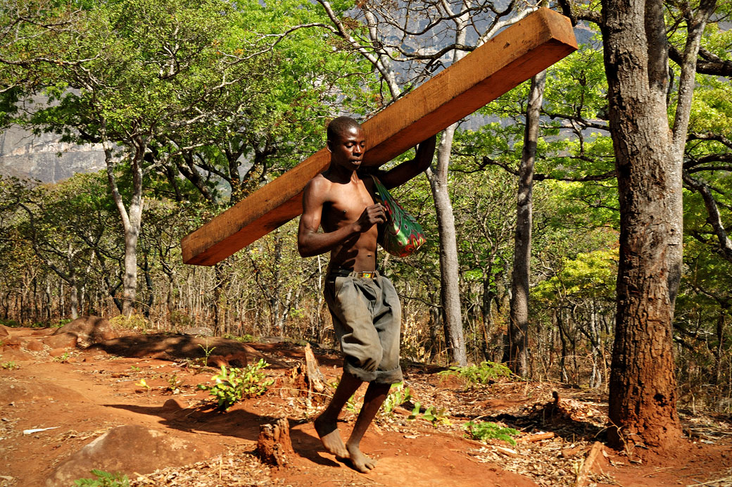 Homme qui transporte une poutre du Mulanje, Malawi