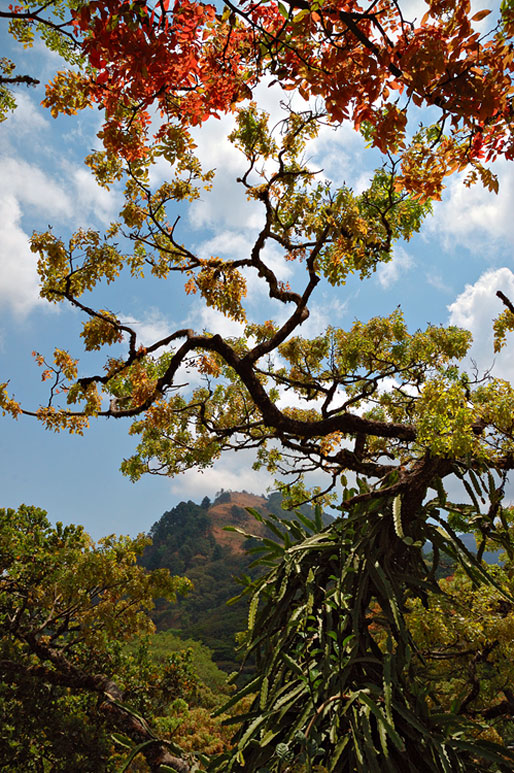 Arbres sur le plateau de Zomba, Malawi