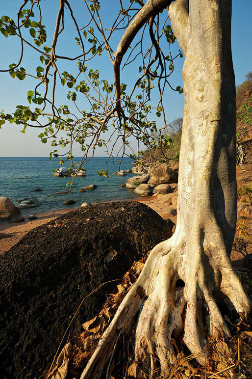 Ilala gap au bord du lac Malawi