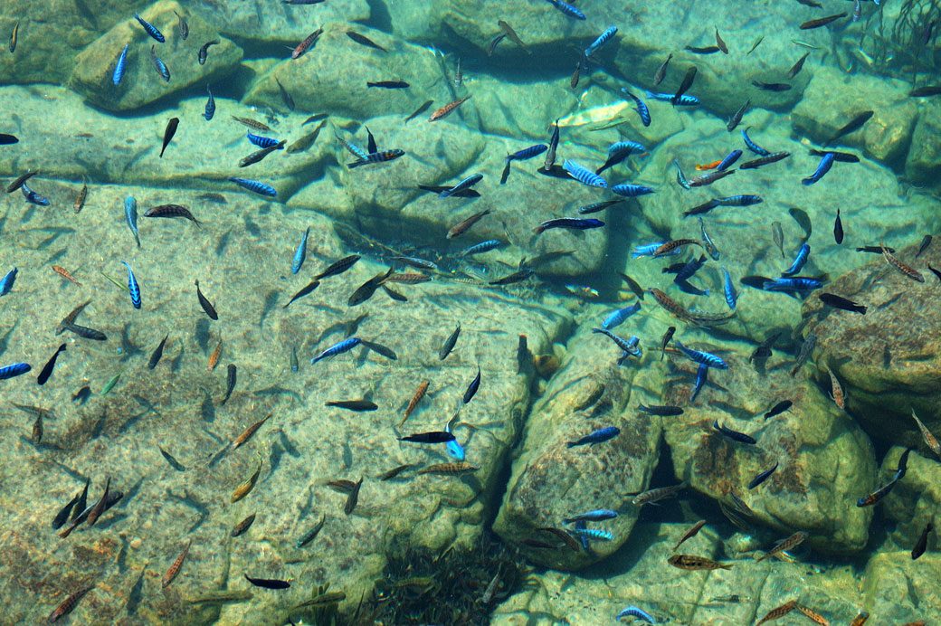 Nombreux cichlidés dans le parc national du lac Malawi