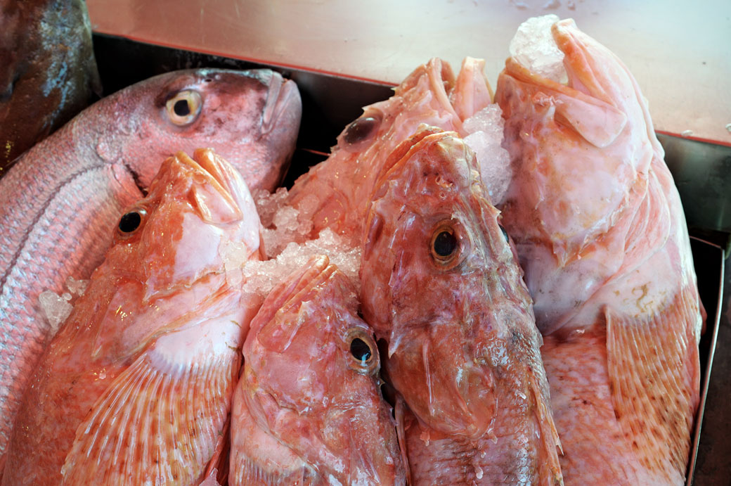 Poissons frais du jour au marché de Marsaxlokk, Malte