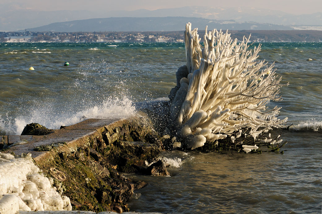 Buisson pris dans la glace à la plage de Nyon, Suisse