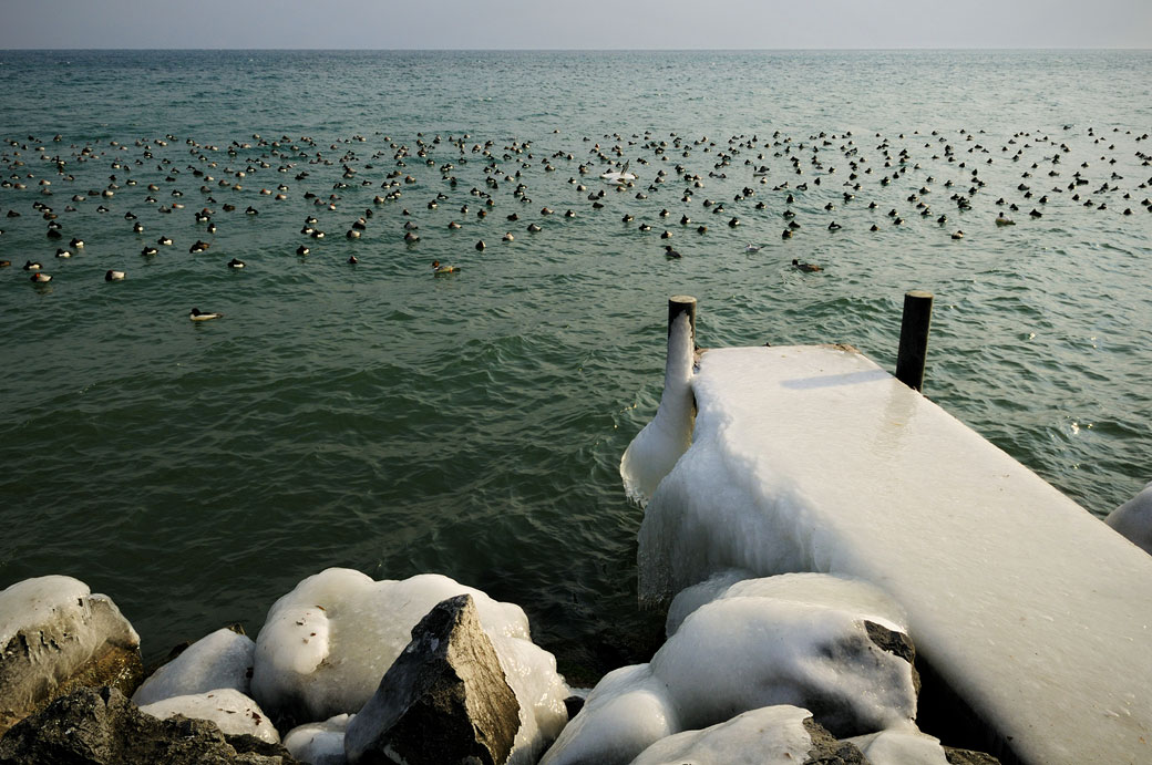 Ponton glacé et oiseaux au bord du lac Léman à Rolle, Suisse