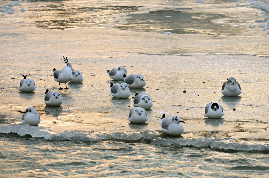 Mouettes sur le lac Léman gelé à Versoix, Suisse