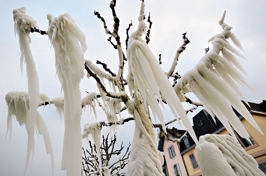 Arbre sous la glace à Versoix, Suisse