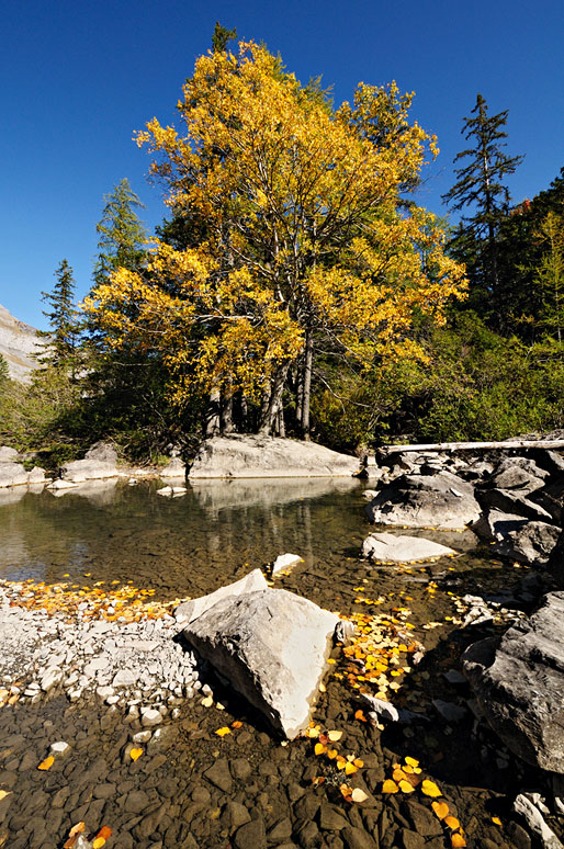 Bouleau en automne à côté d'une rivière à Derborence, Valais, Suisse