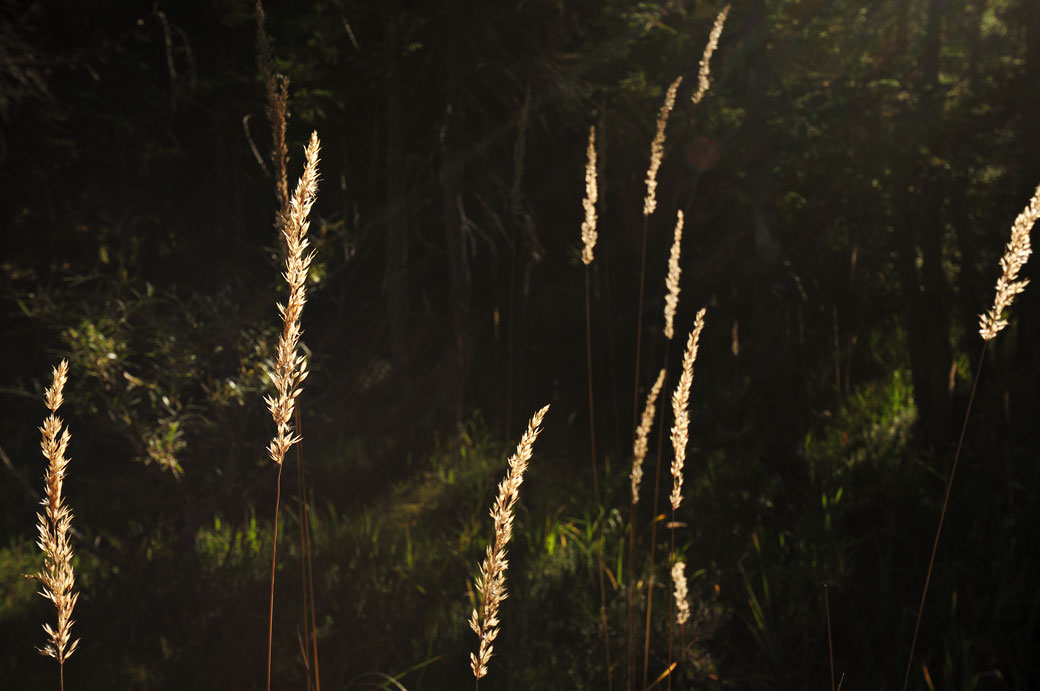 Herbes sèches dans la forêt de Derborence, Valais, Suisse