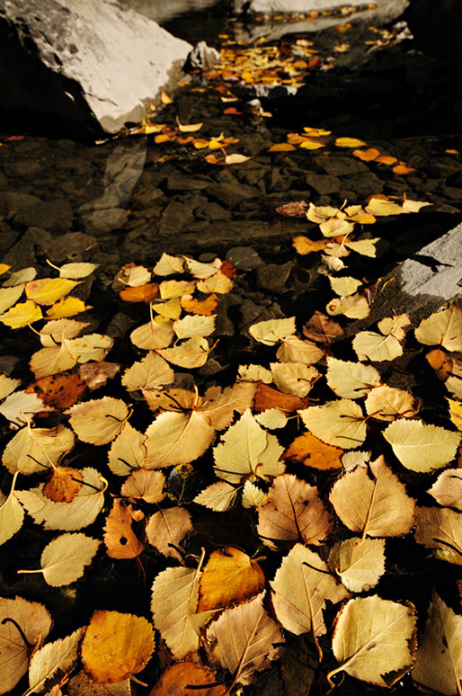 Feuilles automnales de bouleau dans une rivière, Valais, Suisse