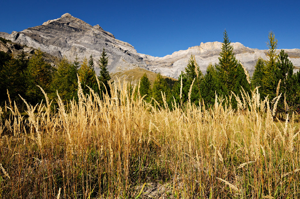 Herbes sèches à Derborence dans le canton du Valais, Suisse