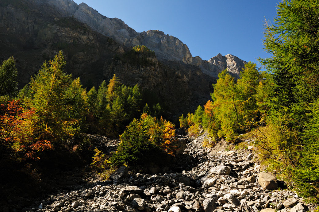 Mélèzes et montagnes dans le canton du Valais, Suisse