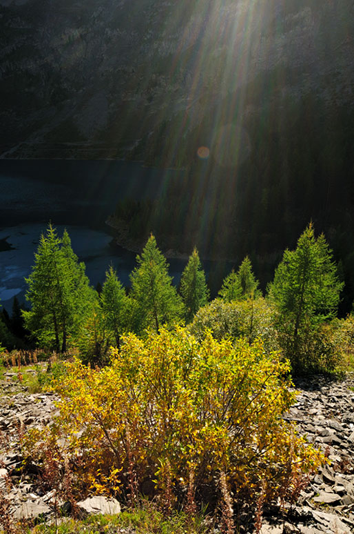 Rayons de soleil sur des mélèzes dans le canton du Valais, Suisse