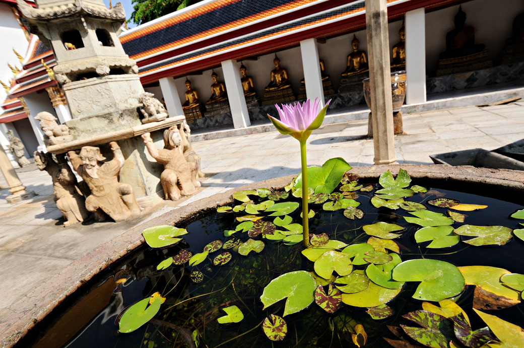 Bassin rempli de nénuphars au Wat Pho de Bangkok, Thaïlande