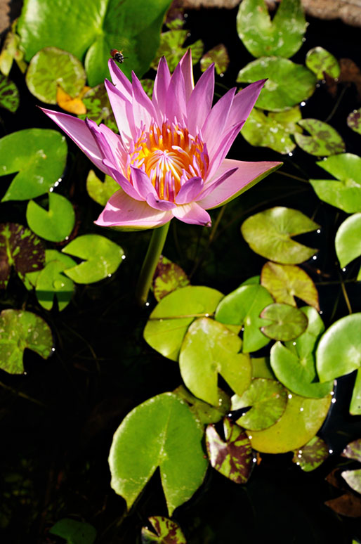 Fleur de Lotus et nénuphars au Wat Pho de Bangkok, Thaïlande