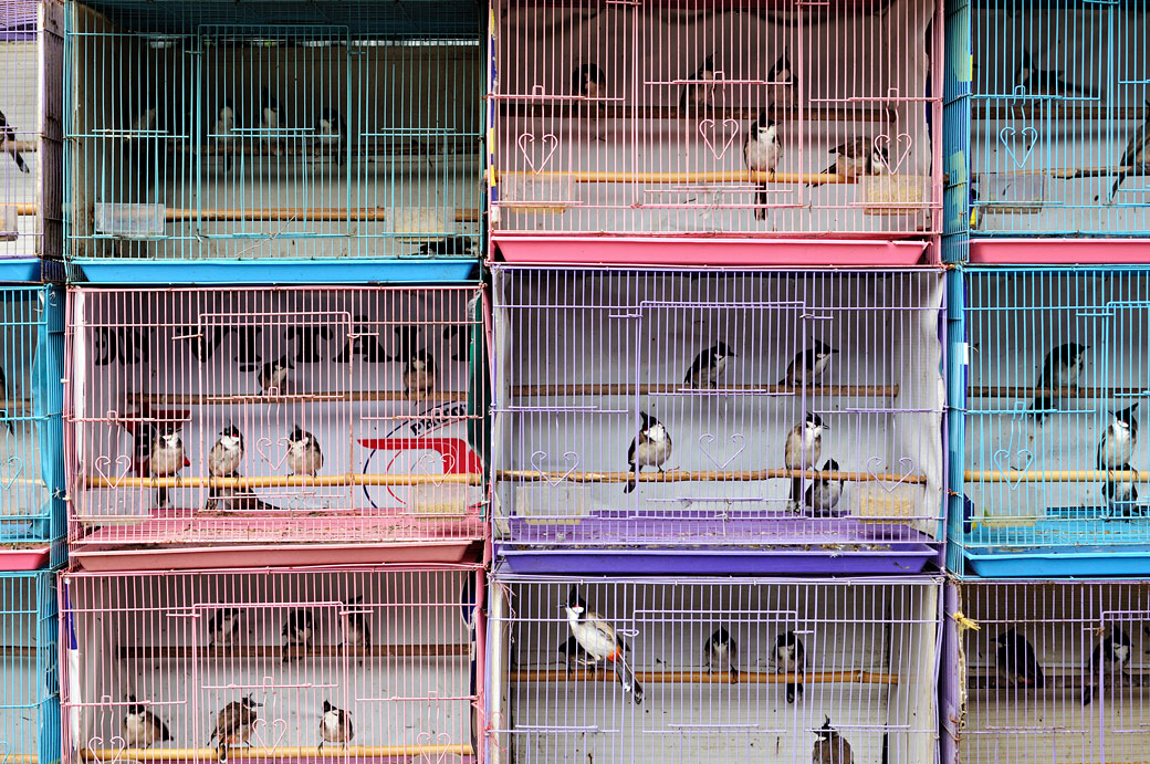 Oiseaux en cage à Hanoi, Vietnam