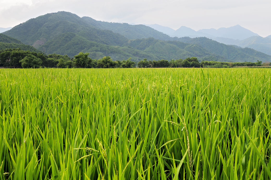 Rizière et montagnes au nord du pays, Vietnam