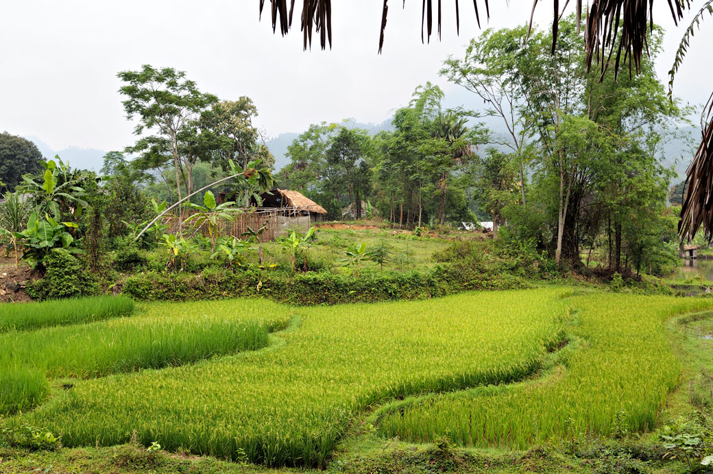 Rizières dans un village de la minorité Tay près de Hà Giang