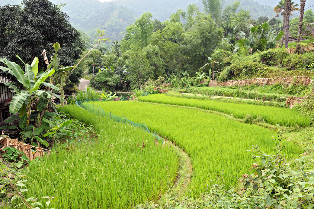 Rizières dans un village près de Hà Giang (minorité Tay)