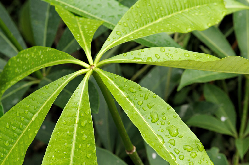 Gouttes d'eau sur une plante, Vietnam