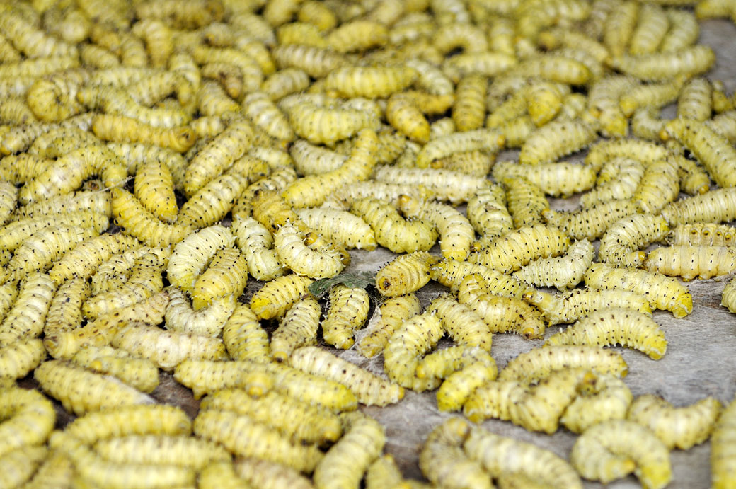 Chenilles comestibles à vendre, Vietnam