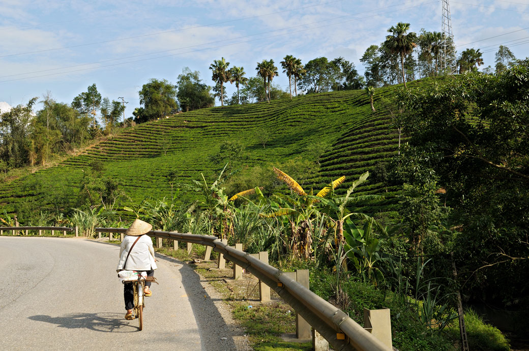 Plantation de thé au nord du pays, Vietnam